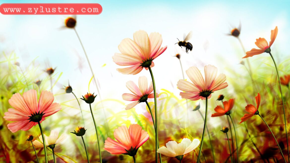 Vilentine’week in Hindi