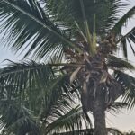 Largest coconut export country indonesi इंडोनेशिया विश्व का सबसे वडी नारियल उत्पादक देश हैंभारत द्वितीय नारियल उत्पादक देश है ।