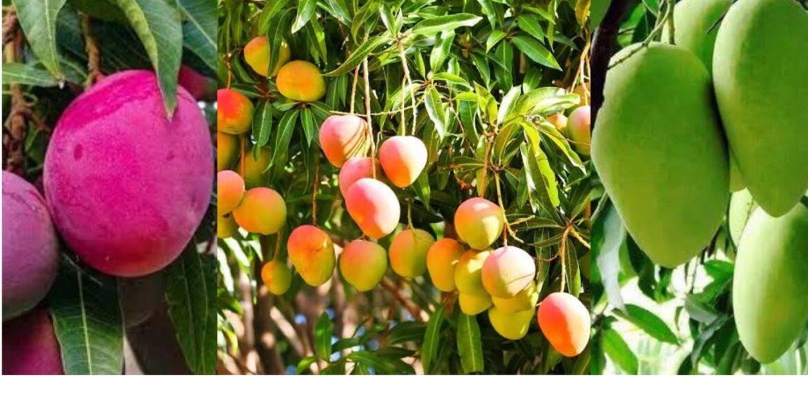 Which Country Largest Producer Manga In The World In Hindi.